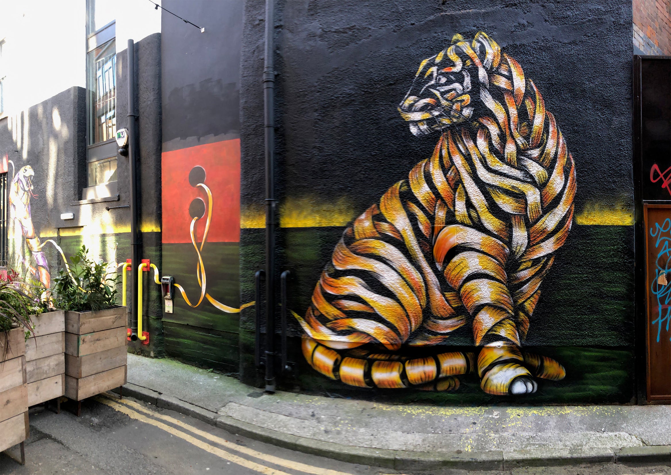 "Ribboned Tiger"
